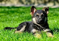 Your dog