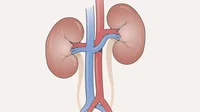 Kidney 