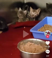 Spicy kittens 