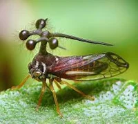 Brazilian Treehopper