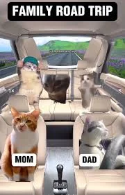 Cat Memes Road Trip