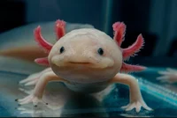 Axolotl