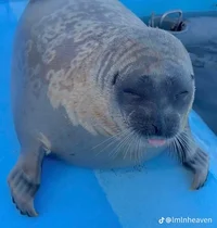 Seal