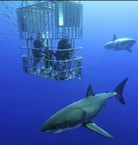 Shark Cage
