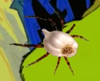 Garlic Spider