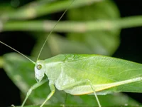Katydid