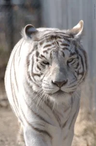 Albino Tiger