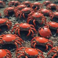 Crab Island