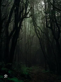 Bosque oscuro 