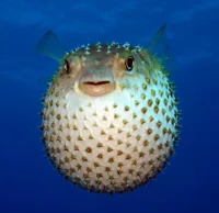 иглобрюшек