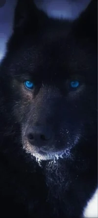 Alpha Wolf