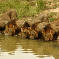 Pride of Male Lions