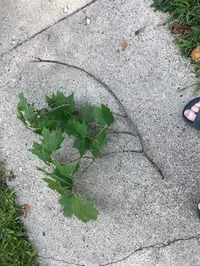 Level 3 bubble poper