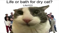 Life or bath court