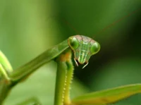 Praying Mantis