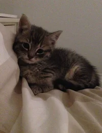 Kitten 