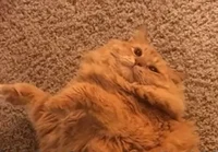 Orange Chubby Cat