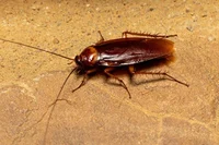 Cockroaches