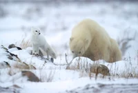 Polar Bear