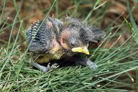 Baby bird