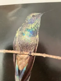 Hummingbird of Truth