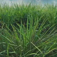 Grass