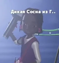 Дикая сосна из г