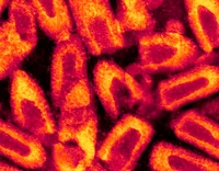 Лихт Яндере