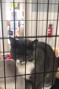 Adopt kitten