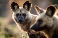 African Wild Dogs