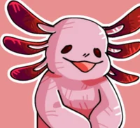 Axolotl