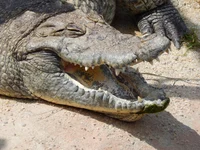 Crocodile pet