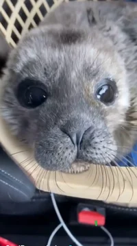 Rescue seal
