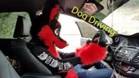 Furry Car