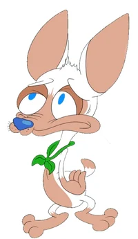 Tigo chihuahua