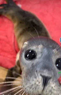 Rescue seal