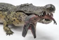 Female Deinosuchus