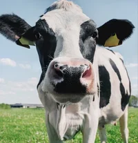 Cow