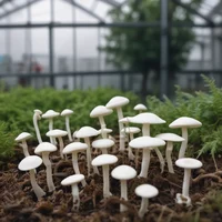 Fungi lab