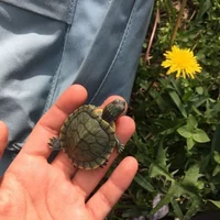 Chubby Friend