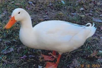 duckie 