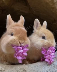 Bunnies Eating