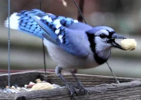 Blue Jay
