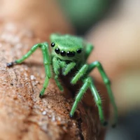 Green spider