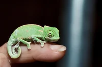 Baby Chameleon
