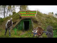 Коты и собаки в зомб