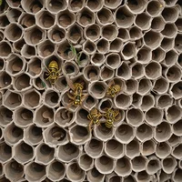 Chill af wasp nest