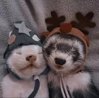 Rosekiller-AnimagiAU