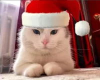 Santa Cat