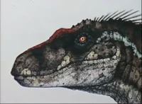 SORNAENSIS x Echo JP